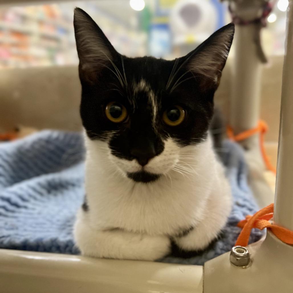 Jill (and Jen), a Adoptable Domestic Short Hair in Mount Laurel, NJ image 3/6