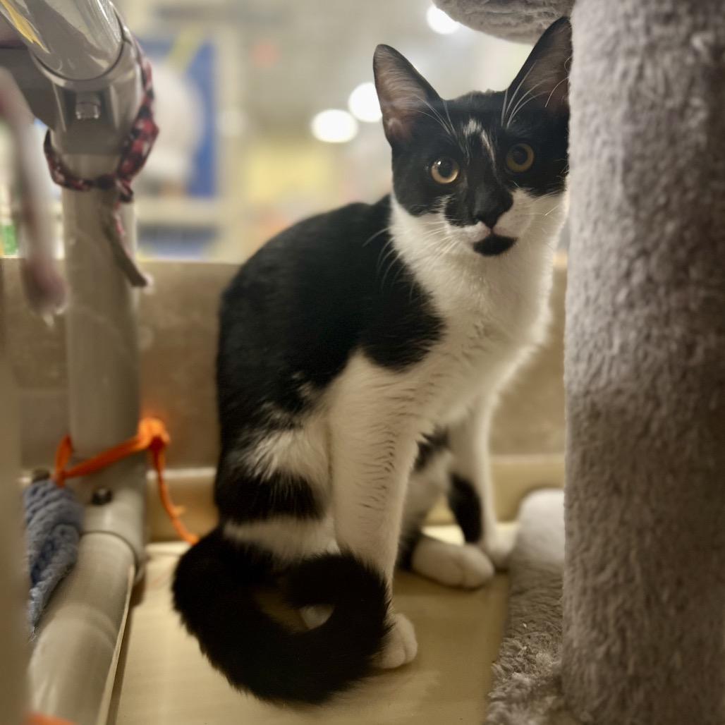 Jill (and Jen), a Adoptable Domestic Short Hair in Mount Laurel, NJ image 4/6