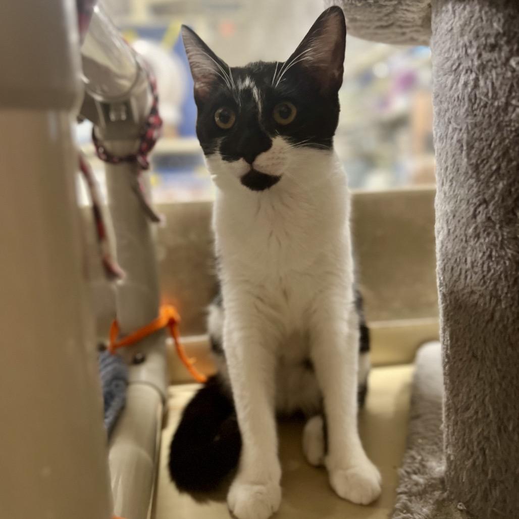 Jill (and Jen), a Adoptable Domestic Short Hair in Mount Laurel, NJ image 5/6