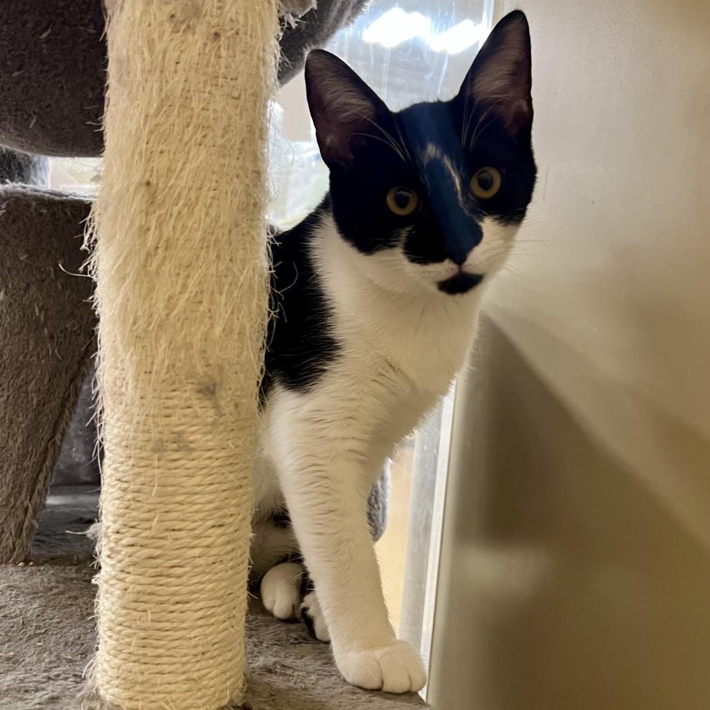 Jill (and Jen), a Adoptable Domestic Short Hair in Mount Laurel, NJ image 6/6