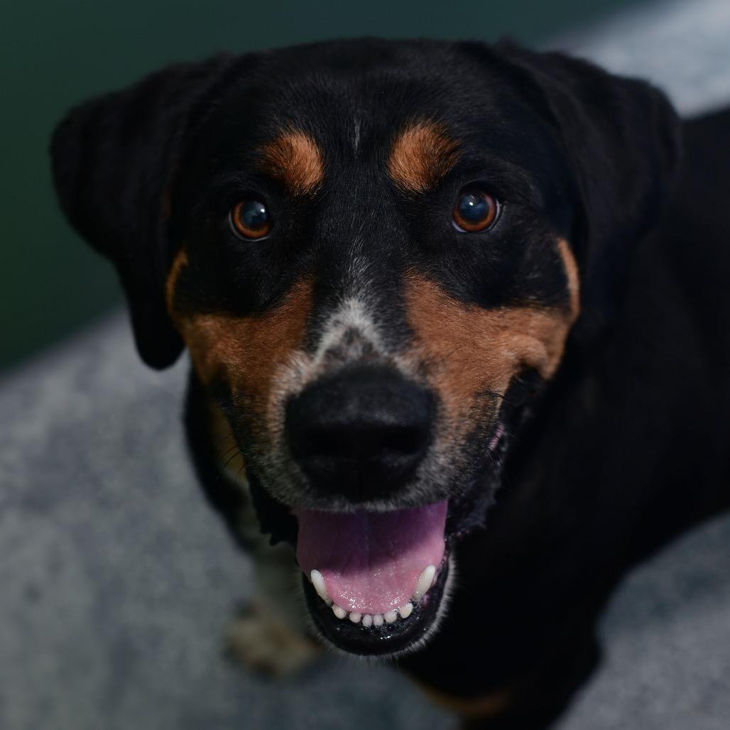 Piston, Adoptable, Adult Male Hound & Mixed Breed.