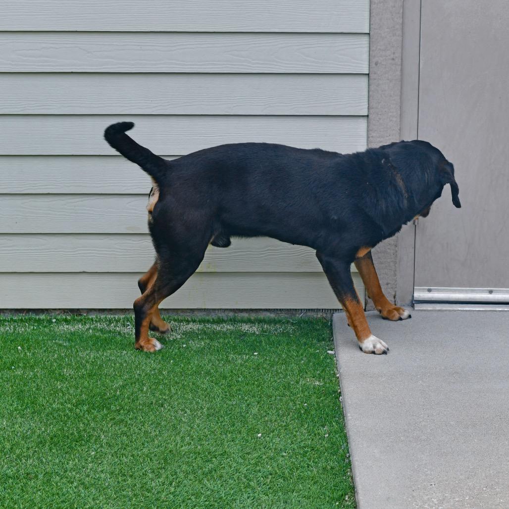 Enlarge Piston, a Adoptable mixed breed in Emporia, KS image 2/3