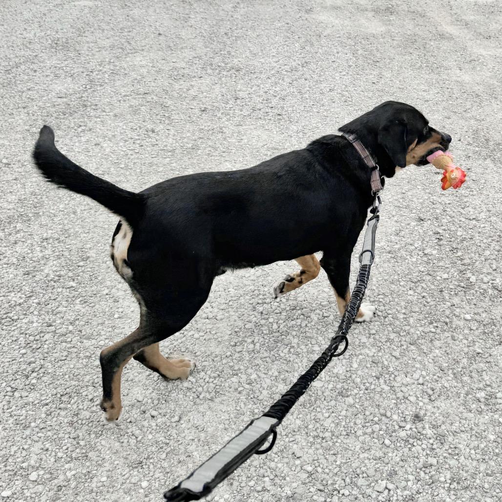 Enlarge Piston, a Adoptable mixed breed in Emporia, KS image 3/3