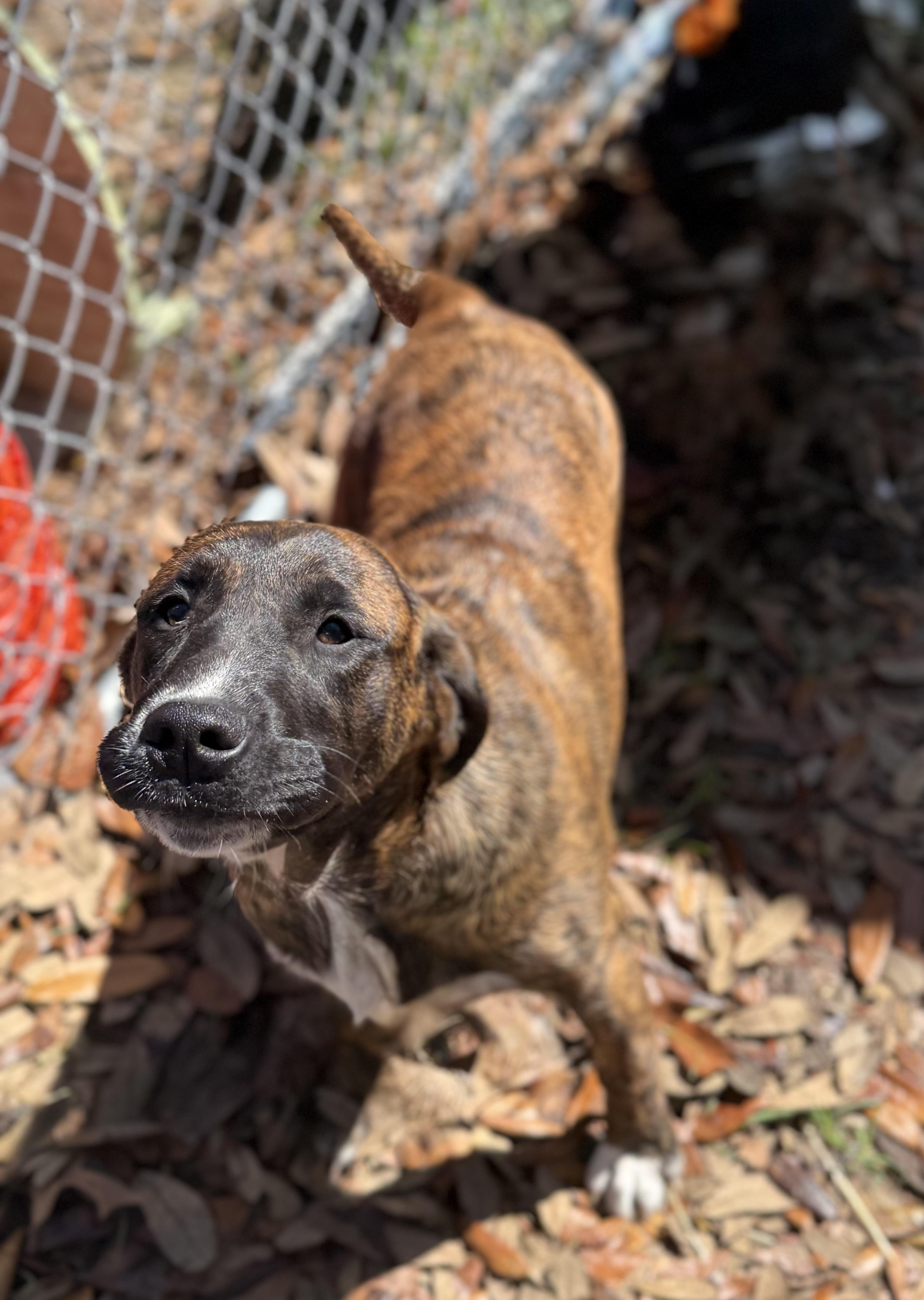 Enlarge Joe Diffie, a ADOPTABLE mixed breed in DELTONA, FL image 3/4