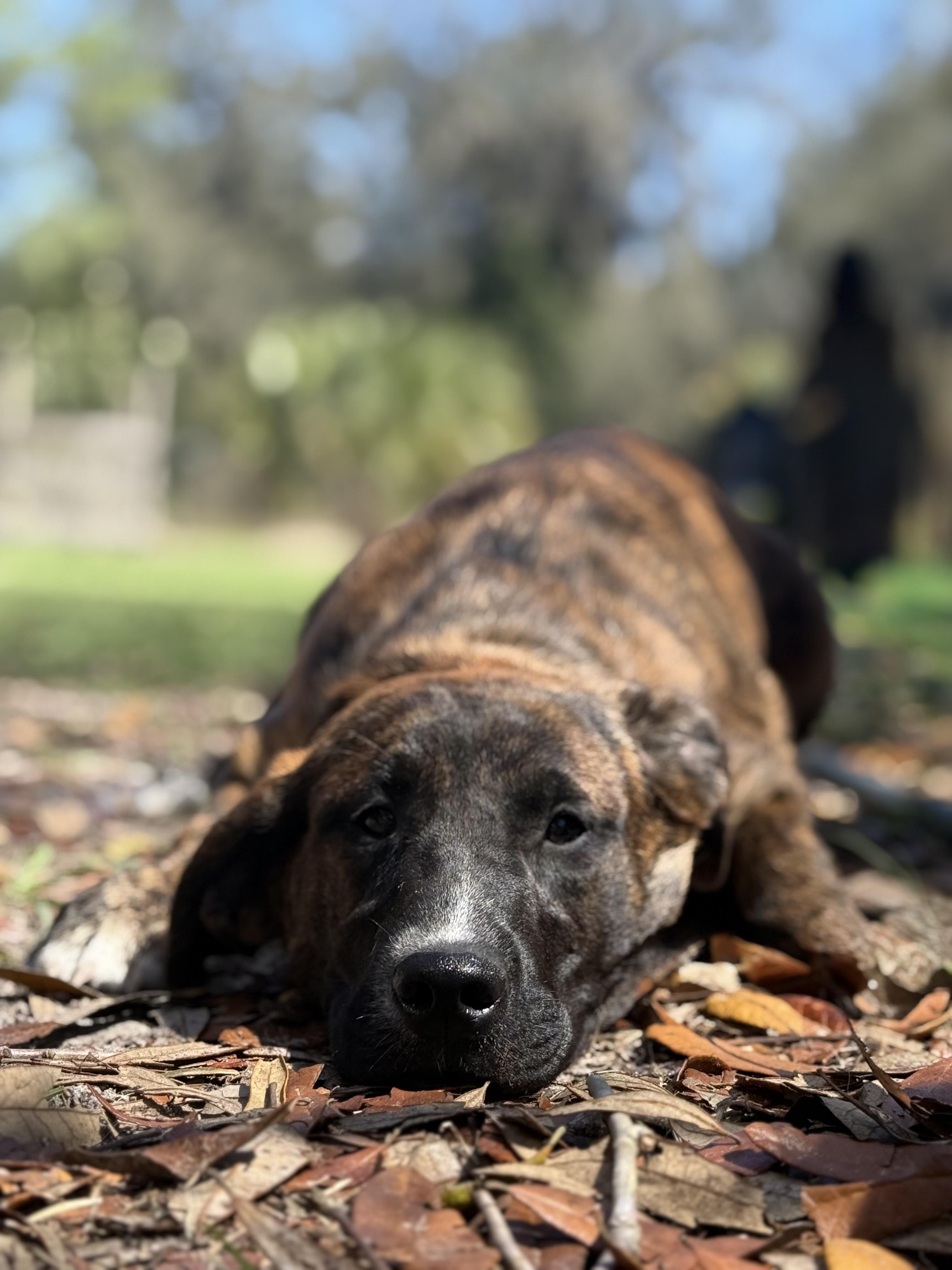 Enlarge Joe Diffie, a ADOPTABLE mixed breed in DELTONA, FL image 4/4