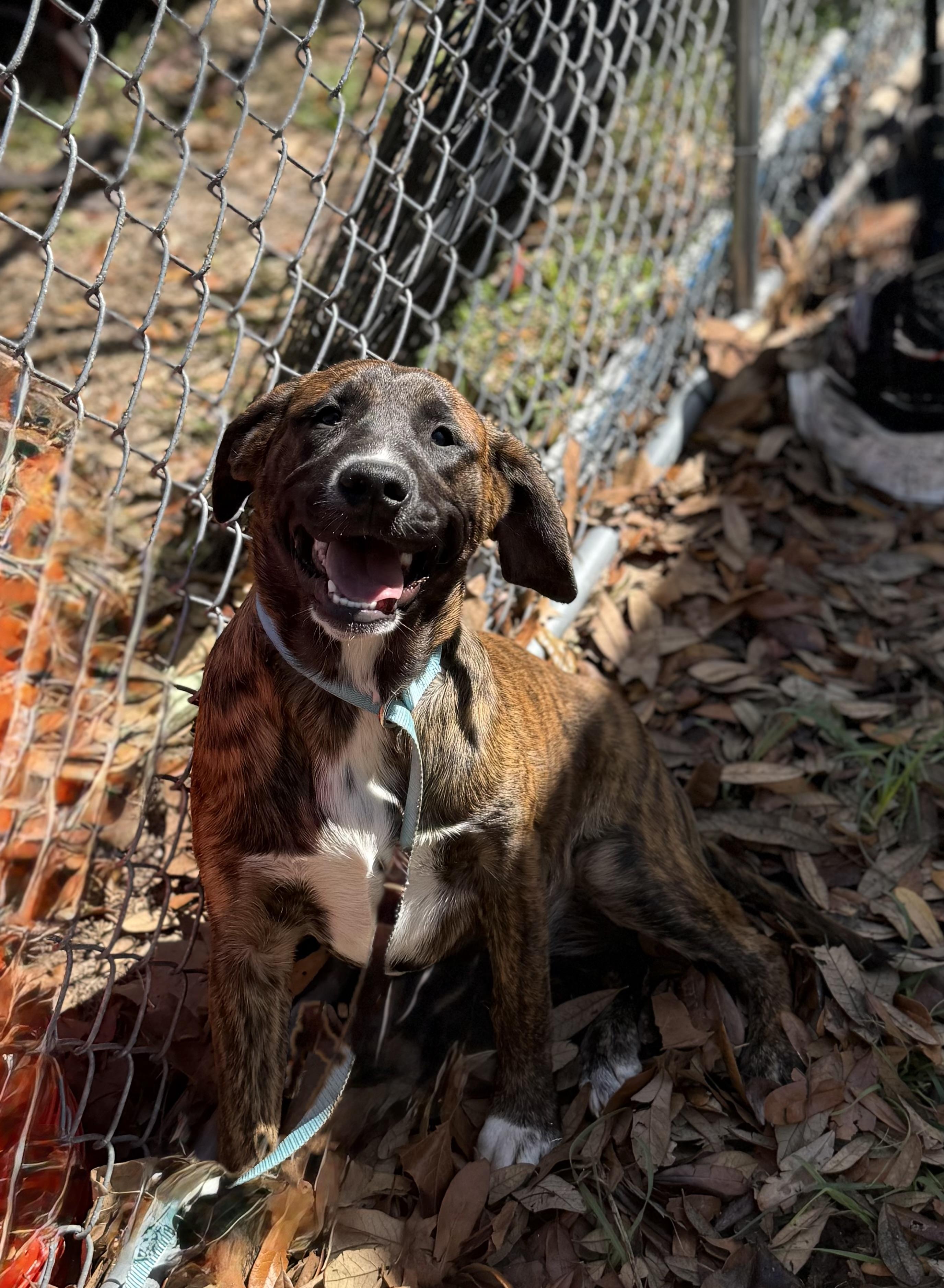 Enlarge Joe Diffie, a ADOPTABLE mixed breed in DELTONA, FL image 2/4