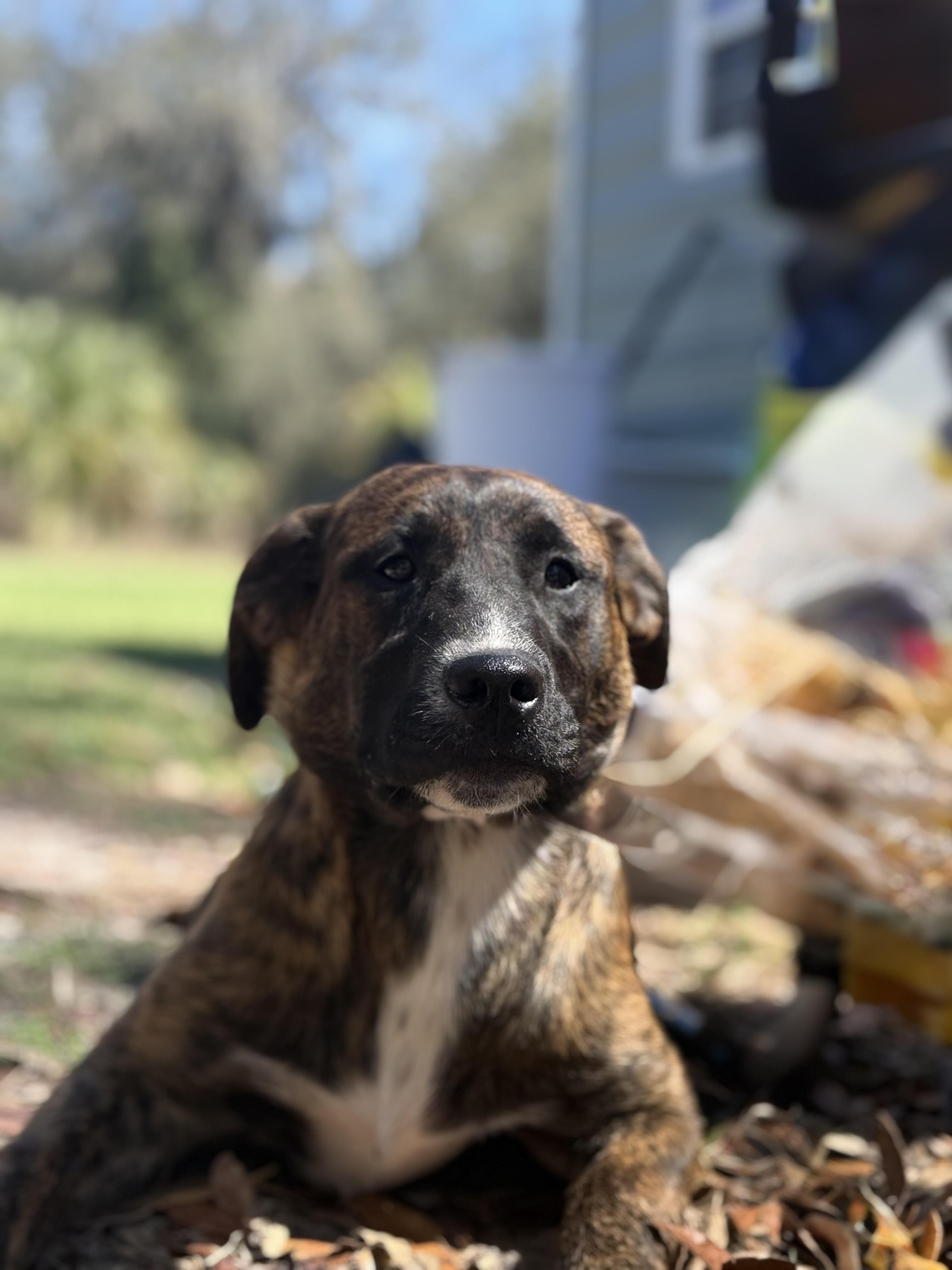 Joe Diffie, ADOPTABLE, Young Male Golden Retriever & Australian Cattle Dog / Blue Heeler.