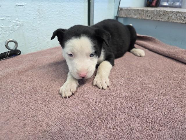 RAMBO, Adoptable, Young Male German Shepherd Dog & Pit Bull Terrier.