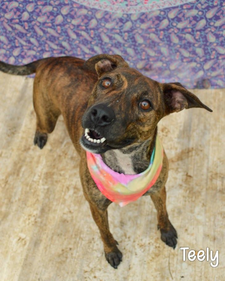Teely, Adoptable, Puppy Female Mountain Cur & Labrador Retriever.