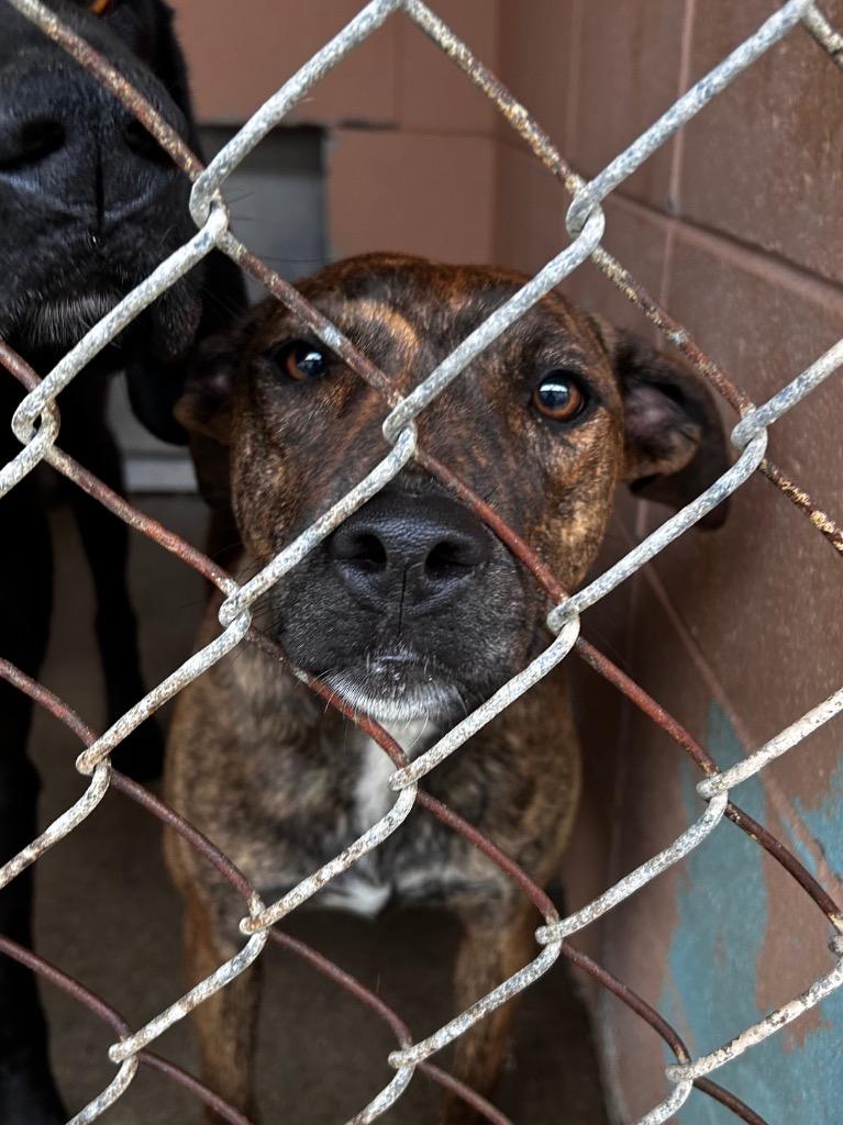 Enlarge Teely, a Adoptable mixed breed in Gautier, MS image 1/1