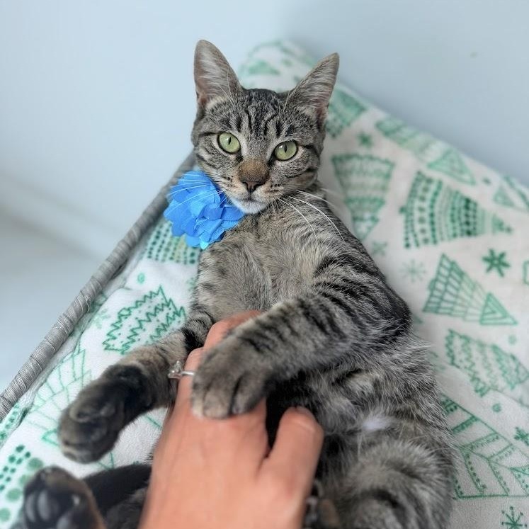Peppa, Adoptable, Kitten Female Tabby.