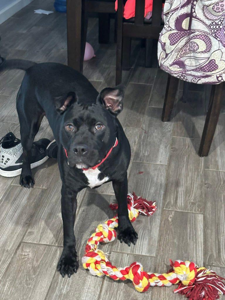 Enlarge Dexter (3.5 Years Old), a ADOPTABLE mixed breed in Albany, NY image 2/2