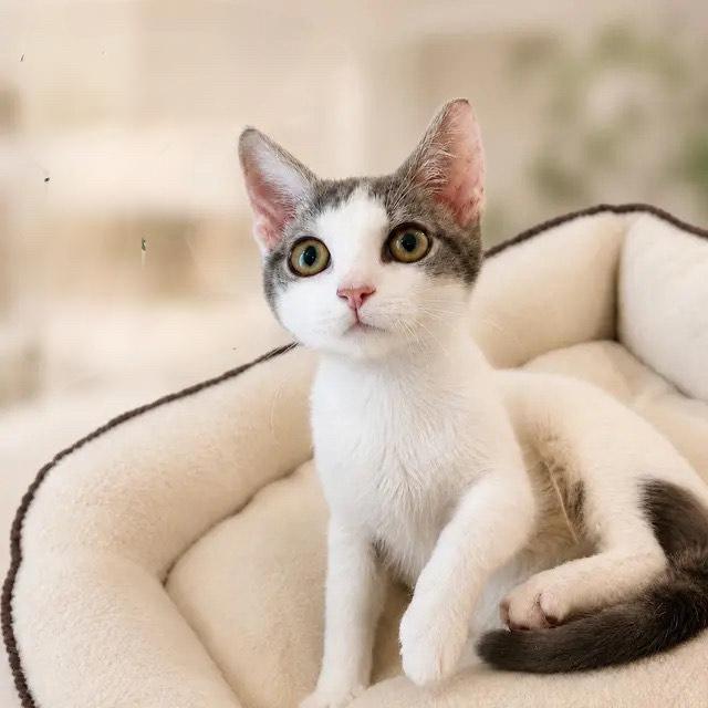 BUCKY, Adoptable, Kitten Male Tabby & Domestic Short Hair.