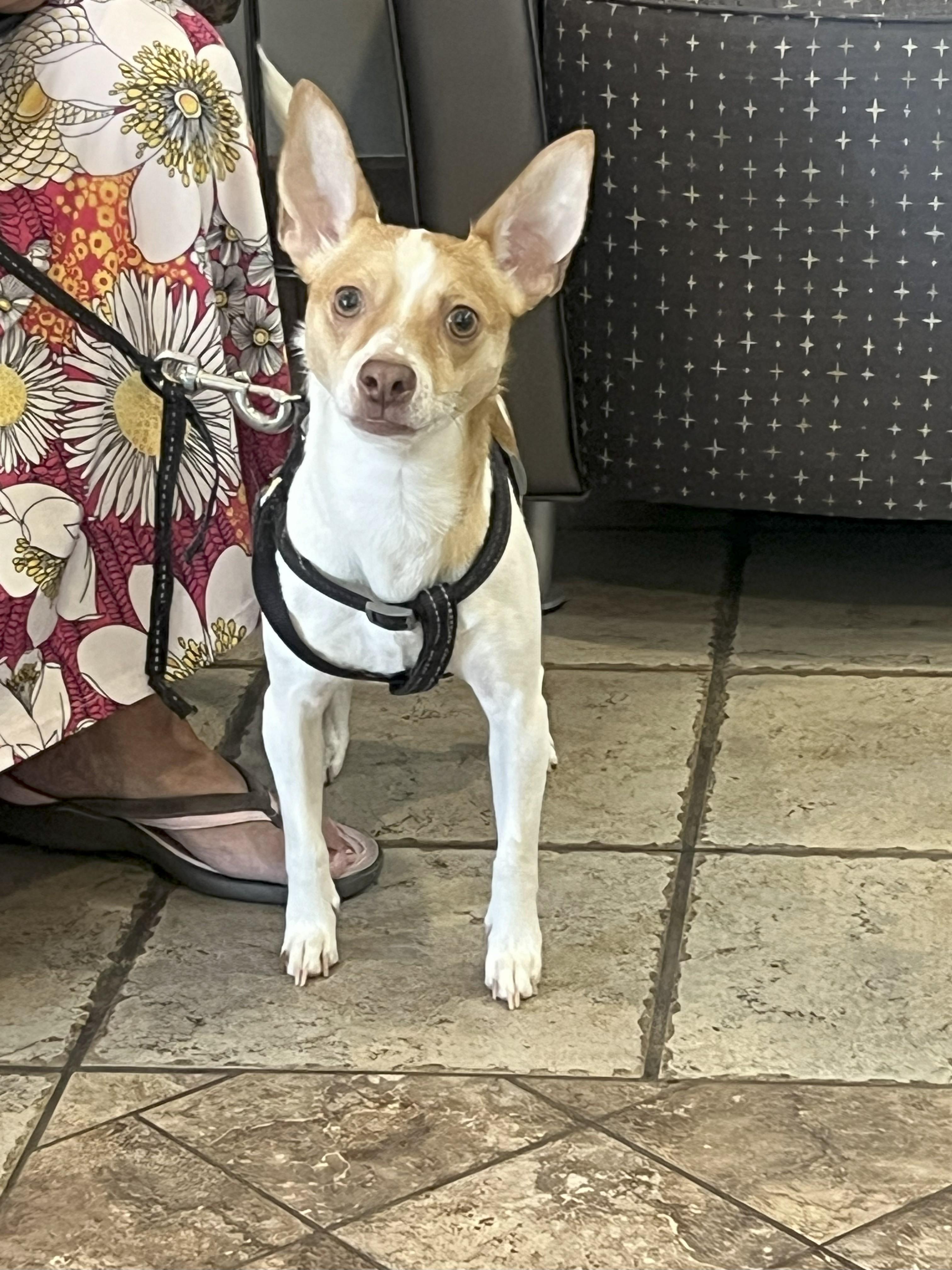 Chico, Young Male Miniature Pinscher