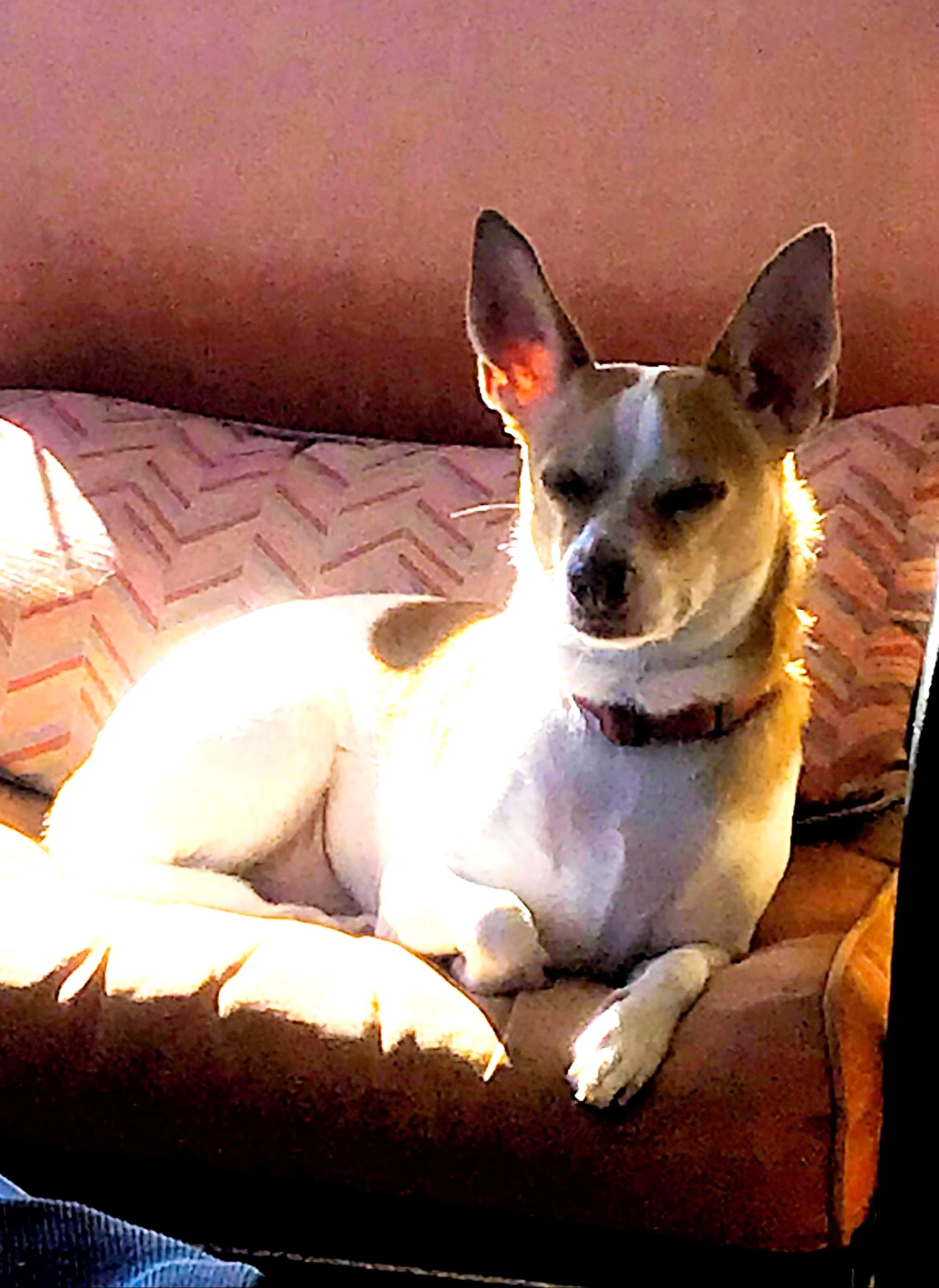 Enlarge Chico2, a Adoptable mixed breed in Phoenix, AZ image 1/1