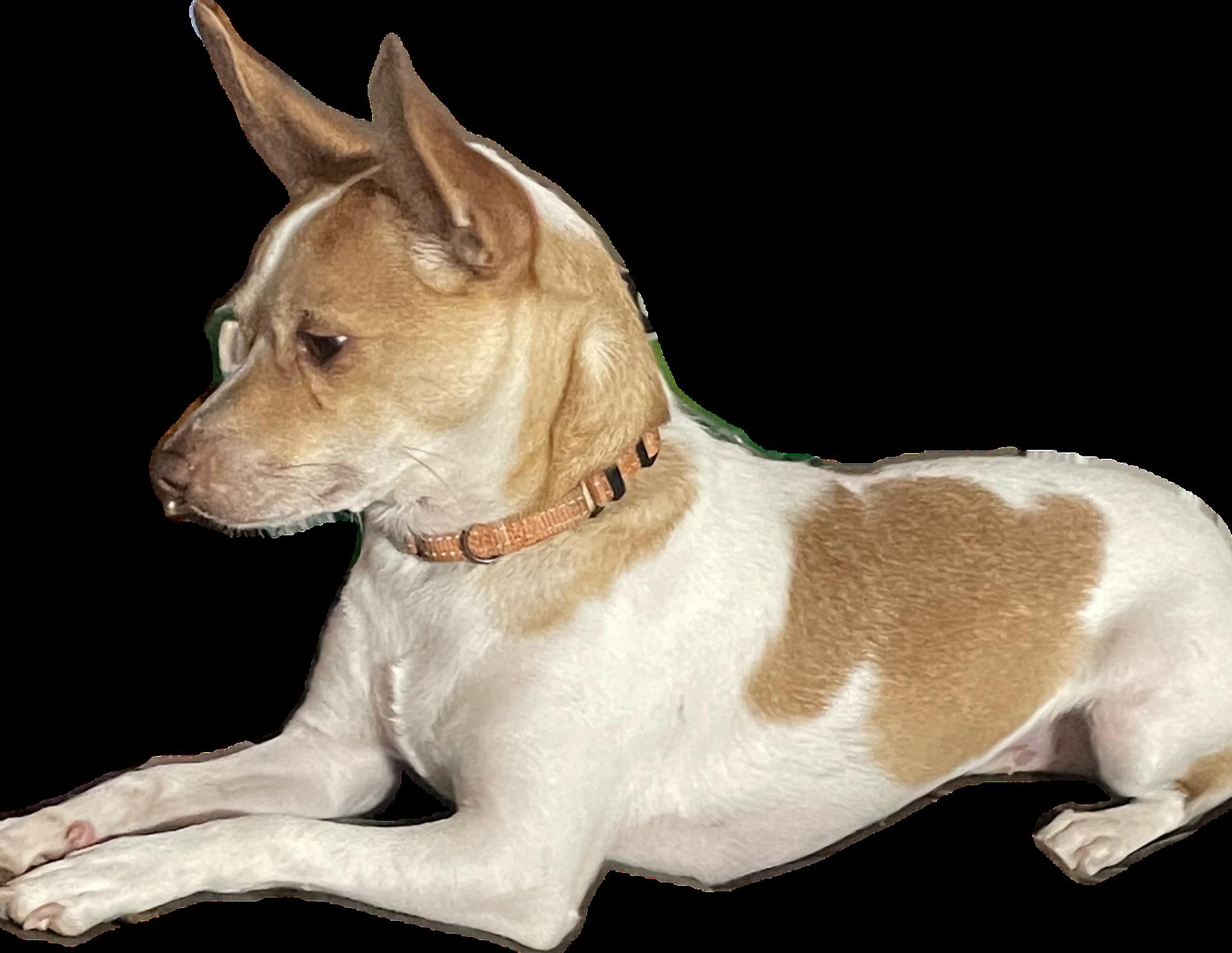 Chico 2