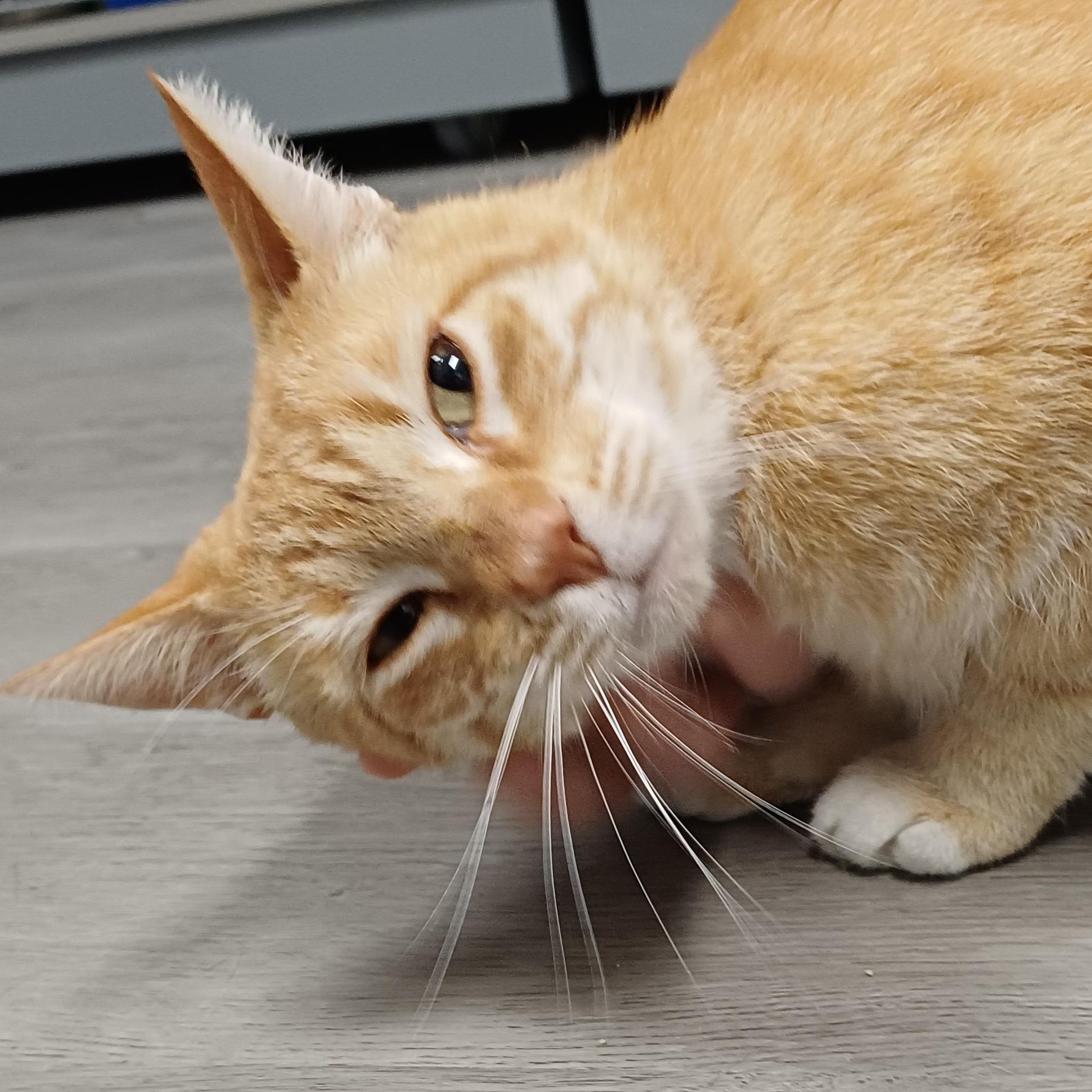 Jangles, an adoption pending Domestic Short Hair in Renton , WA image 3/6