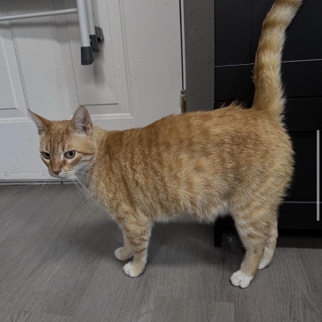 Jangles, ADOPTABLE, Adult Male Domestic Short Hair.