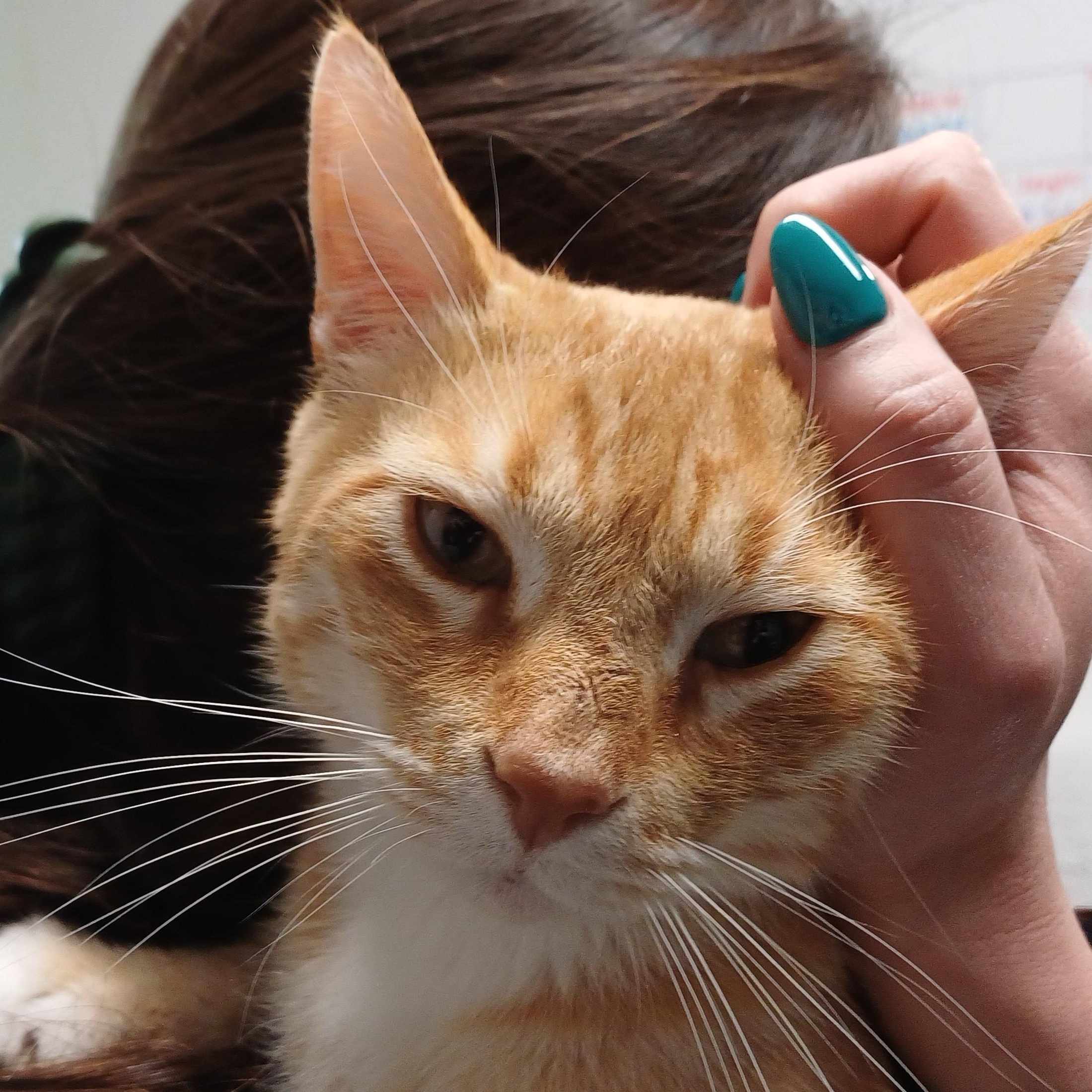Jangles, an adoption pending Domestic Short Hair in Renton , WA image 5/6