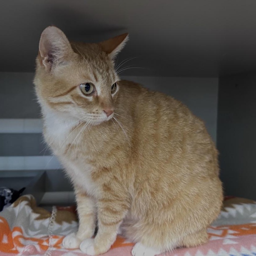 Enlarge Jangles, a ADOPTABLE Domestic Short Hair in Renton , WA image 4/4