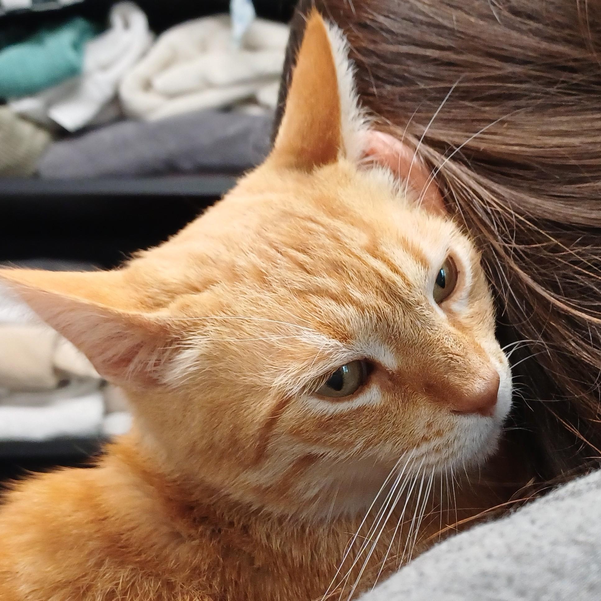 Jangles, an adoption pending Domestic Short Hair in Renton , WA image 6/6
