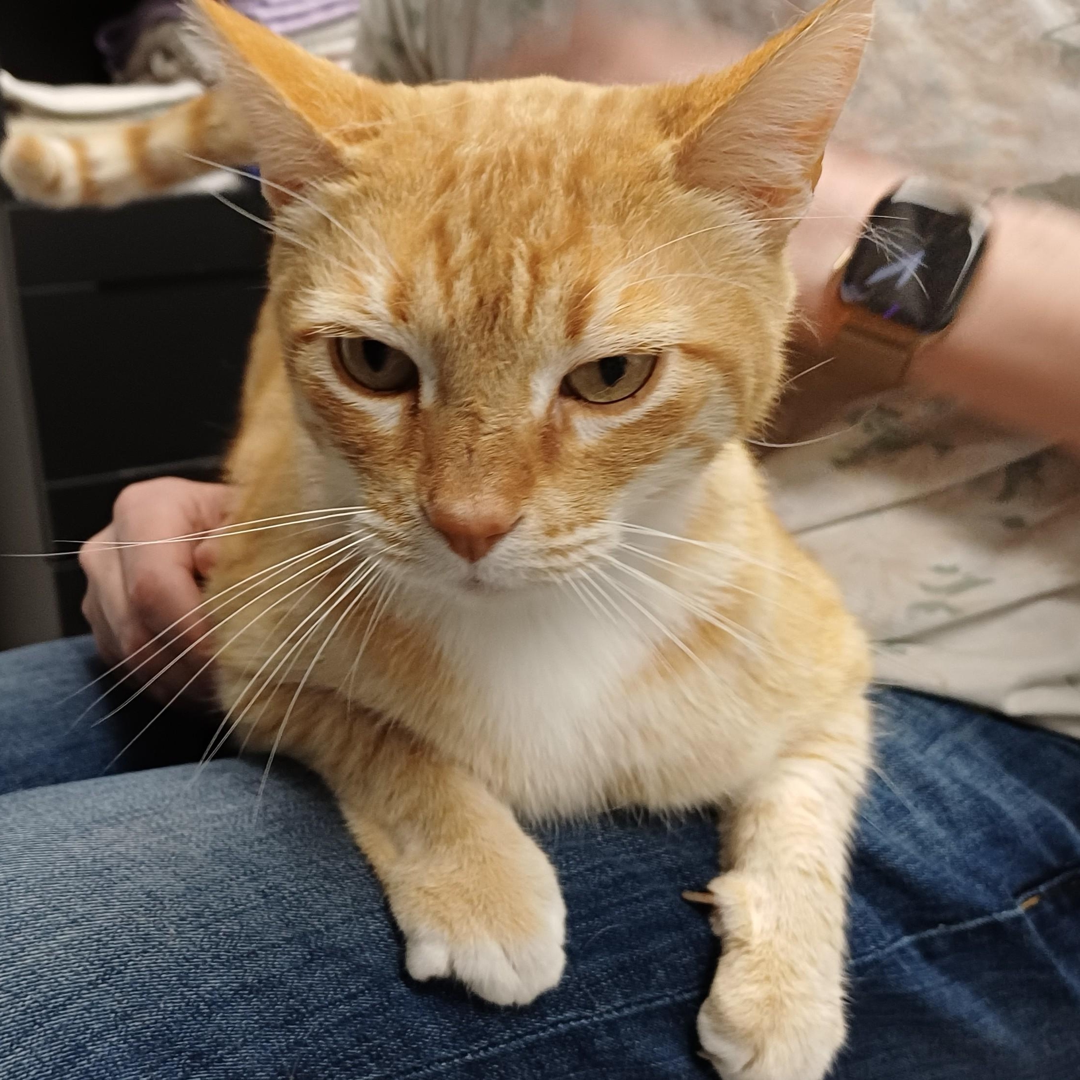 Jangles, an adoption pending Domestic Short Hair in Renton , WA image 2/6