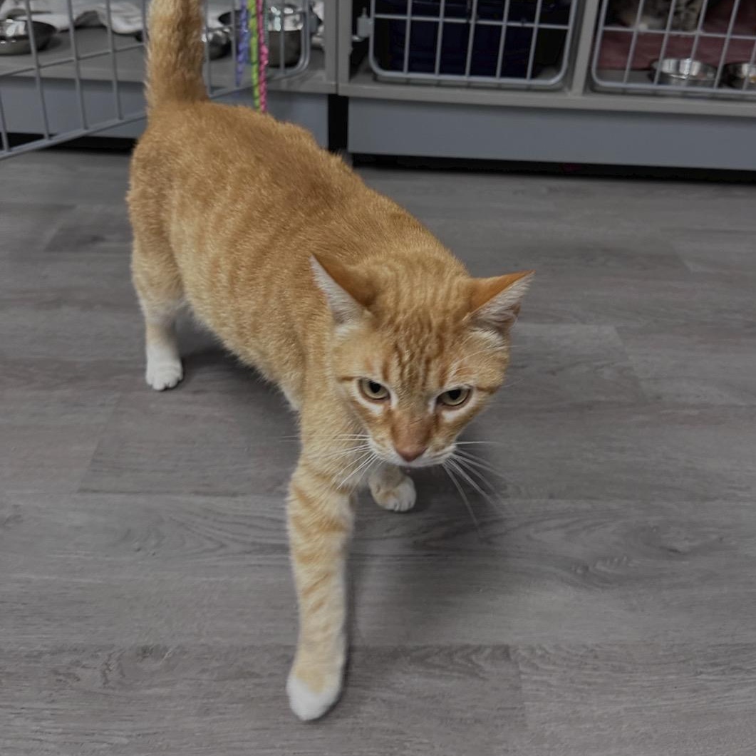 Enlarge Jangles, a ADOPTABLE Domestic Short Hair in Renton , WA image 2/4