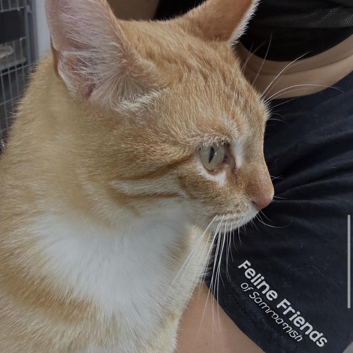 Enlarge Jangles, a ADOPTABLE Domestic Short Hair in Renton , WA image 3/4