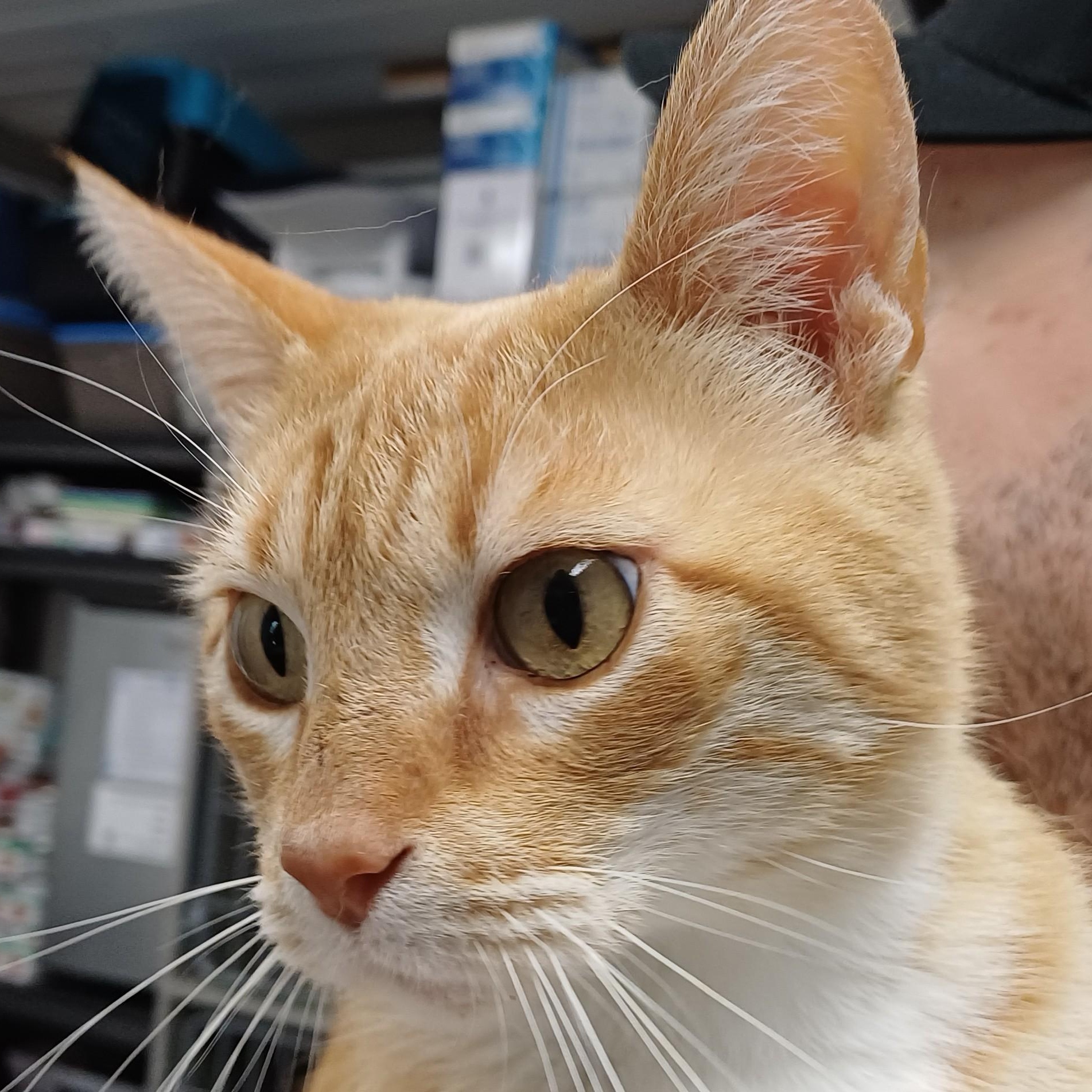 Jangles, an adoption pending Domestic Short Hair in Renton , WA image 1/6