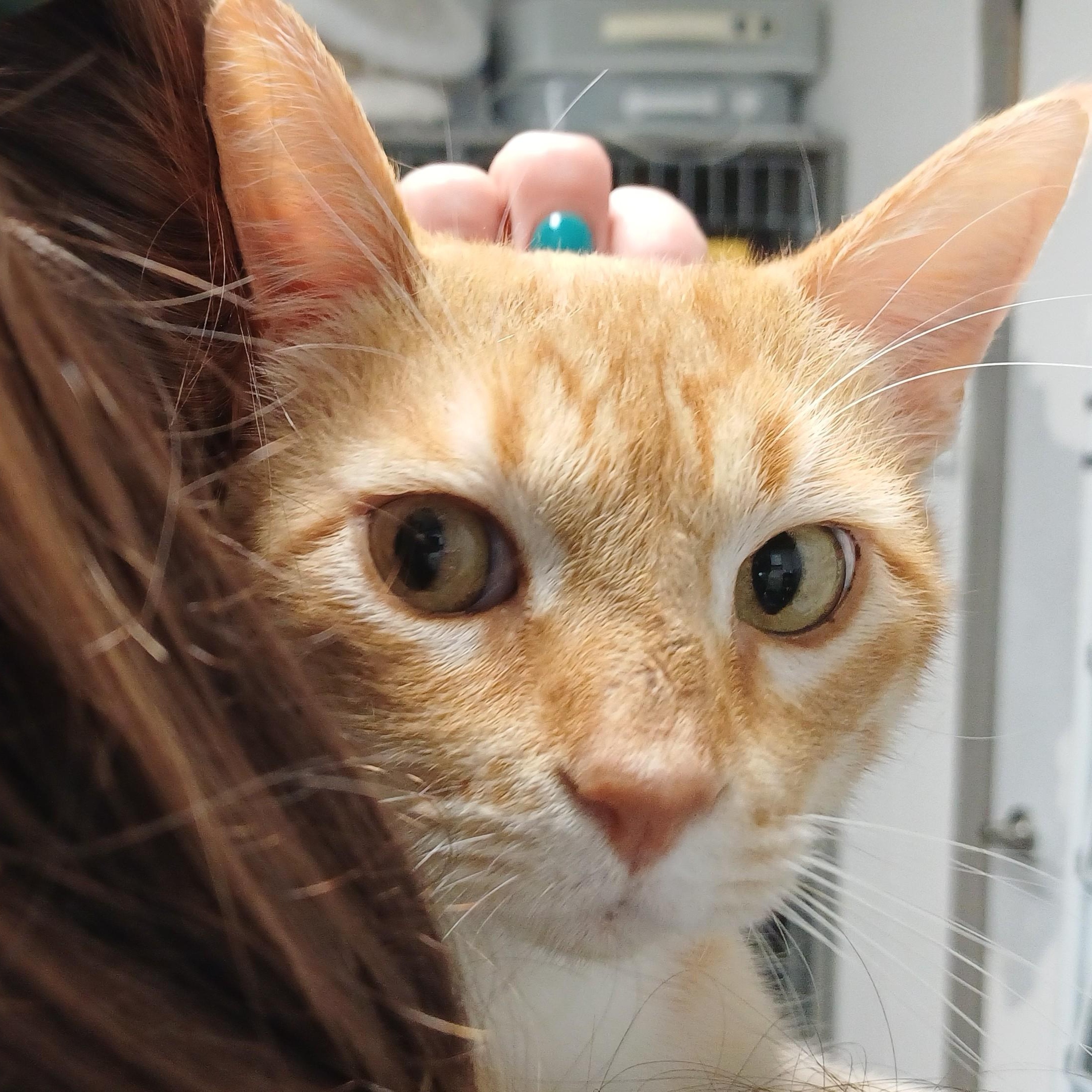 Jangles, an adoption pending Domestic Short Hair in Renton , WA image 4/6