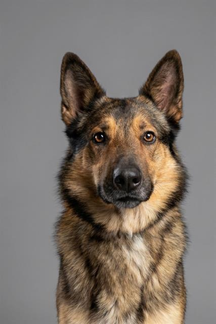 Enlarge JAVA, a Adoptable German Shepherd Dog in Belleville, IL image 1/1