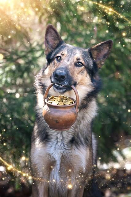 JAVA, Adoptable, Adult Male German Shepherd Dog.