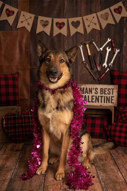 Enlarge JAVA, a Adoptable German Shepherd Dog in Belleville, IL image 1/1