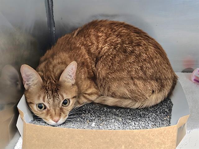 BINX, Adoptable, Adult Male Domestic Short Hair.