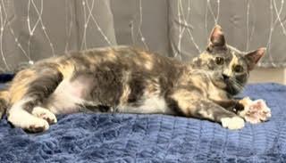 Lulu & Ginger, a Adoptable Domestic Short Hair in Sherman Oaks, CA image 1/5