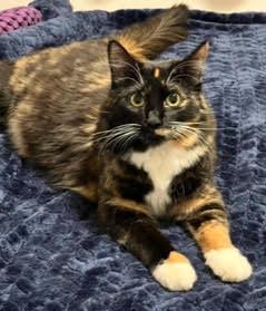 Lulu & Ginger, a Adoptable Domestic Short Hair in Sherman Oaks, CA image 4/5