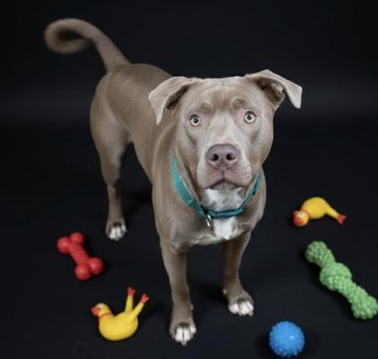 Enlarge Kilo, a Adoptable mixed breed in Bowling Green, KY image 1/1