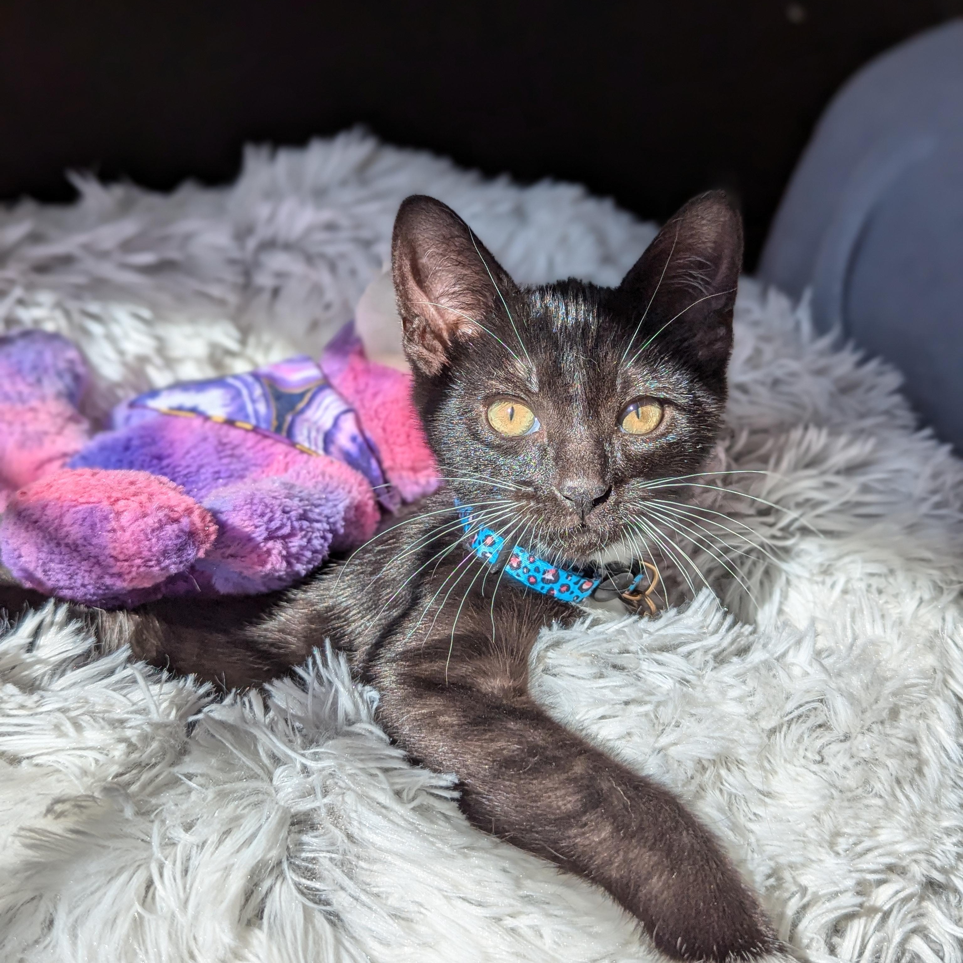 Lumiel (Cosmic Litter -The Star ), Adoptable, Kitten Male Domestic Short Hair.