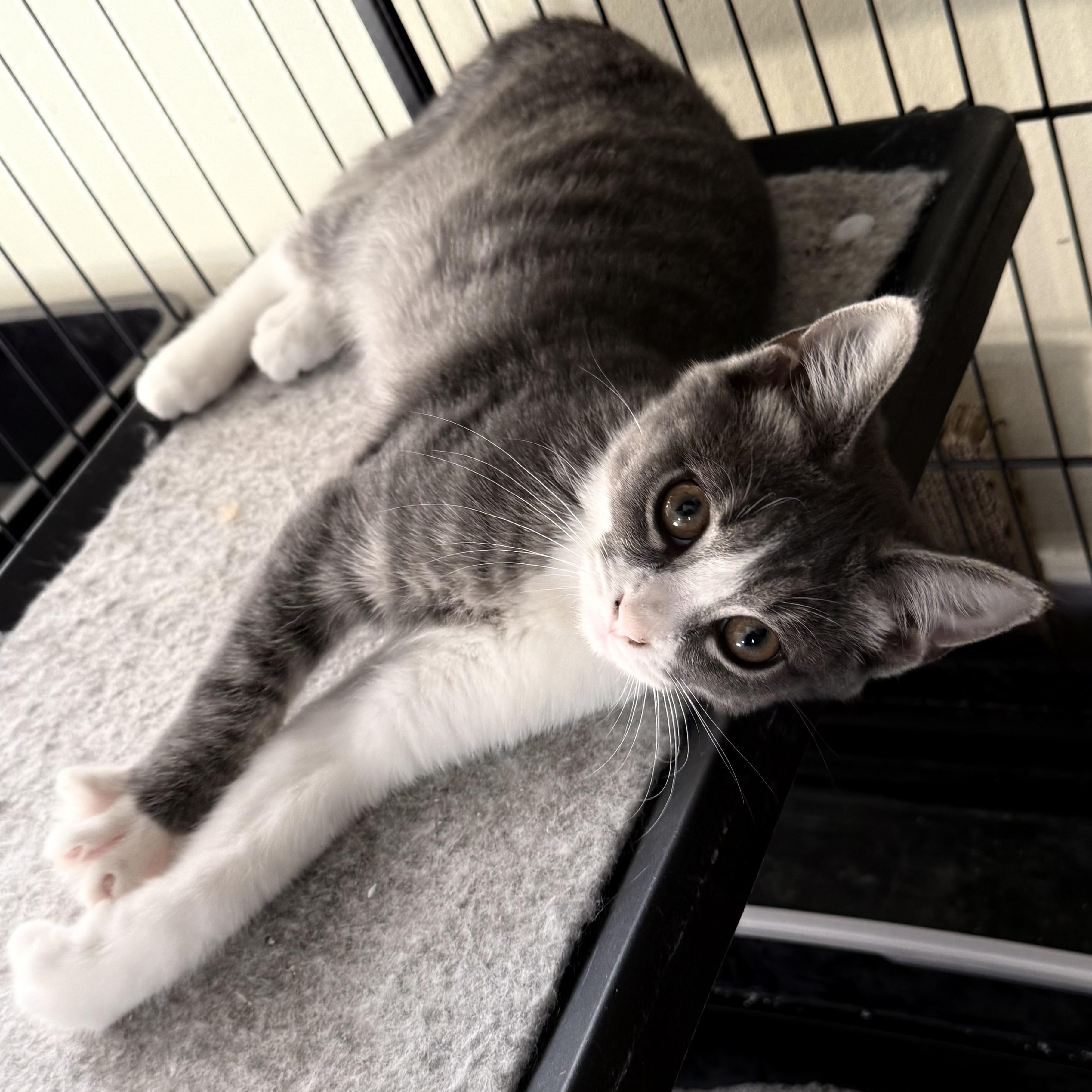 Enlarge Claude Meownet, a Adoptable Domestic Short Hair in Garden City, MI image 3/3