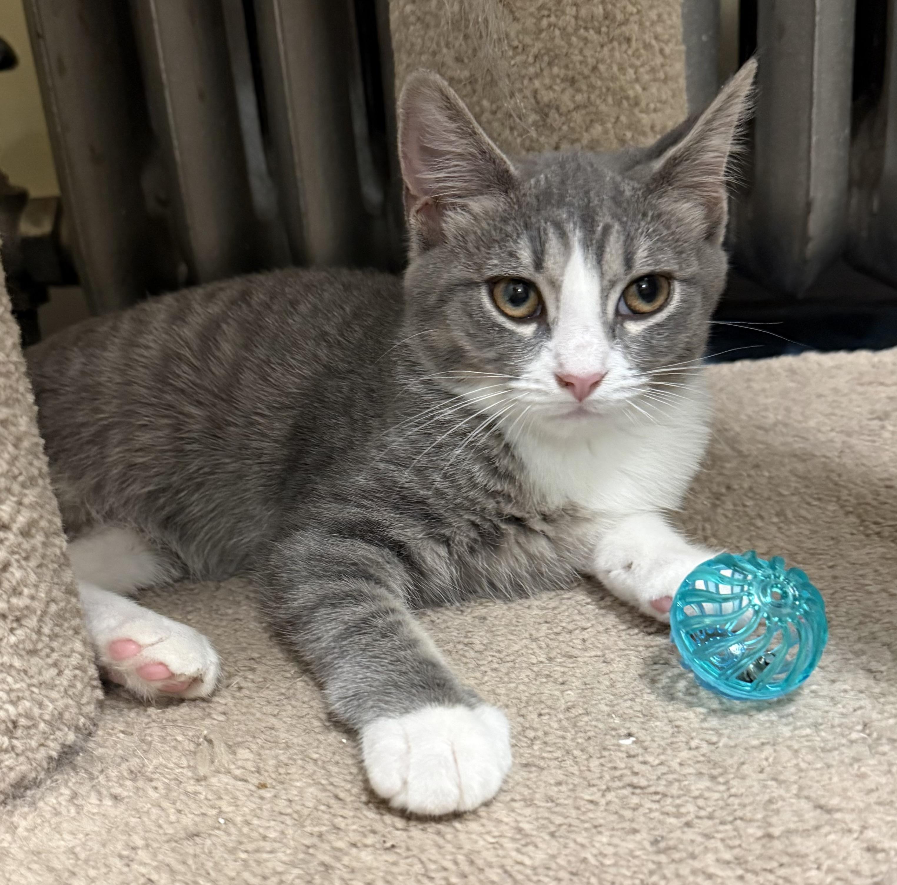 Enlarge Claude Meownet, a Adoptable Domestic Short Hair in Garden City, MI image 2/3