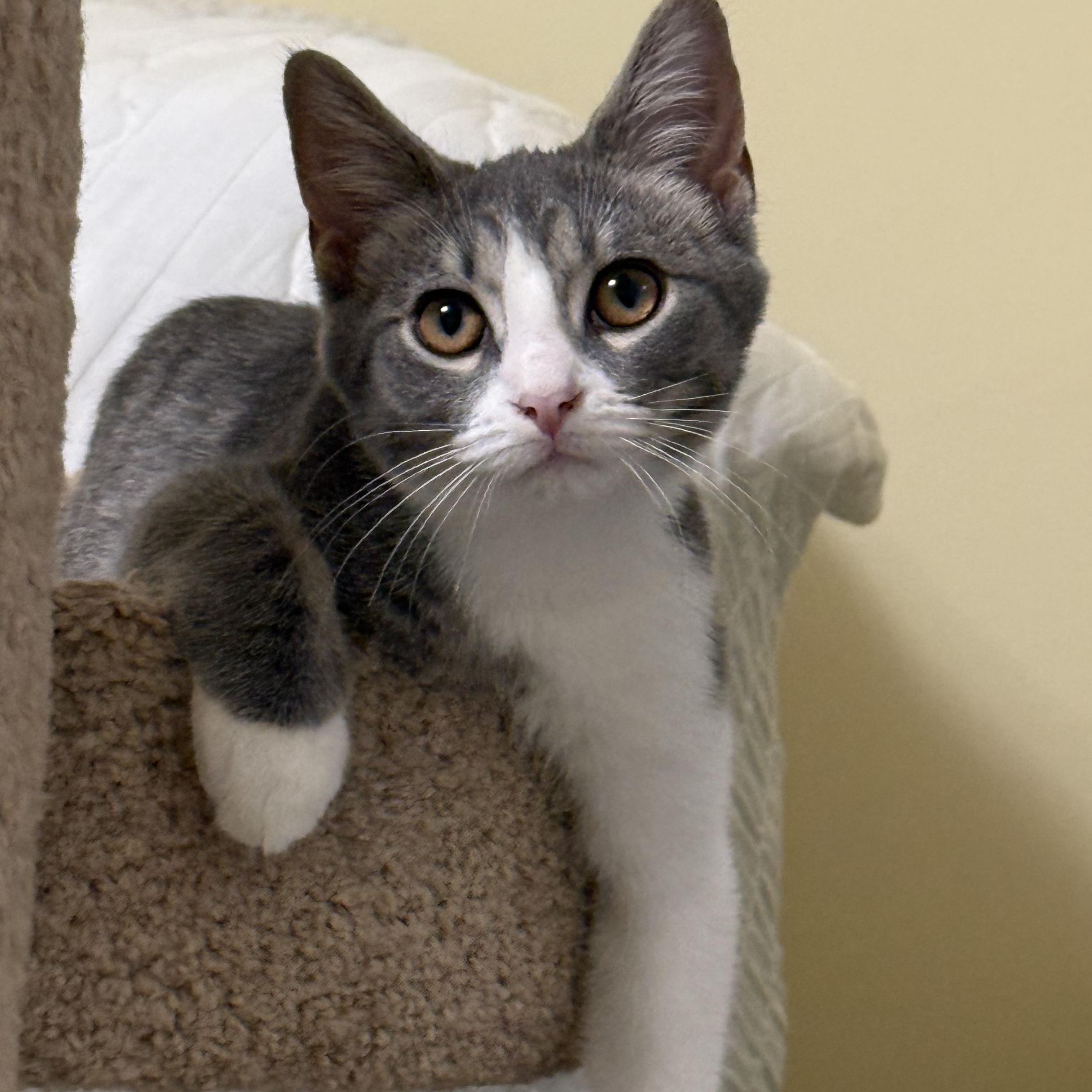 Claude Meownet, ADOPTABLE, Kitten Male Domestic Short Hair.