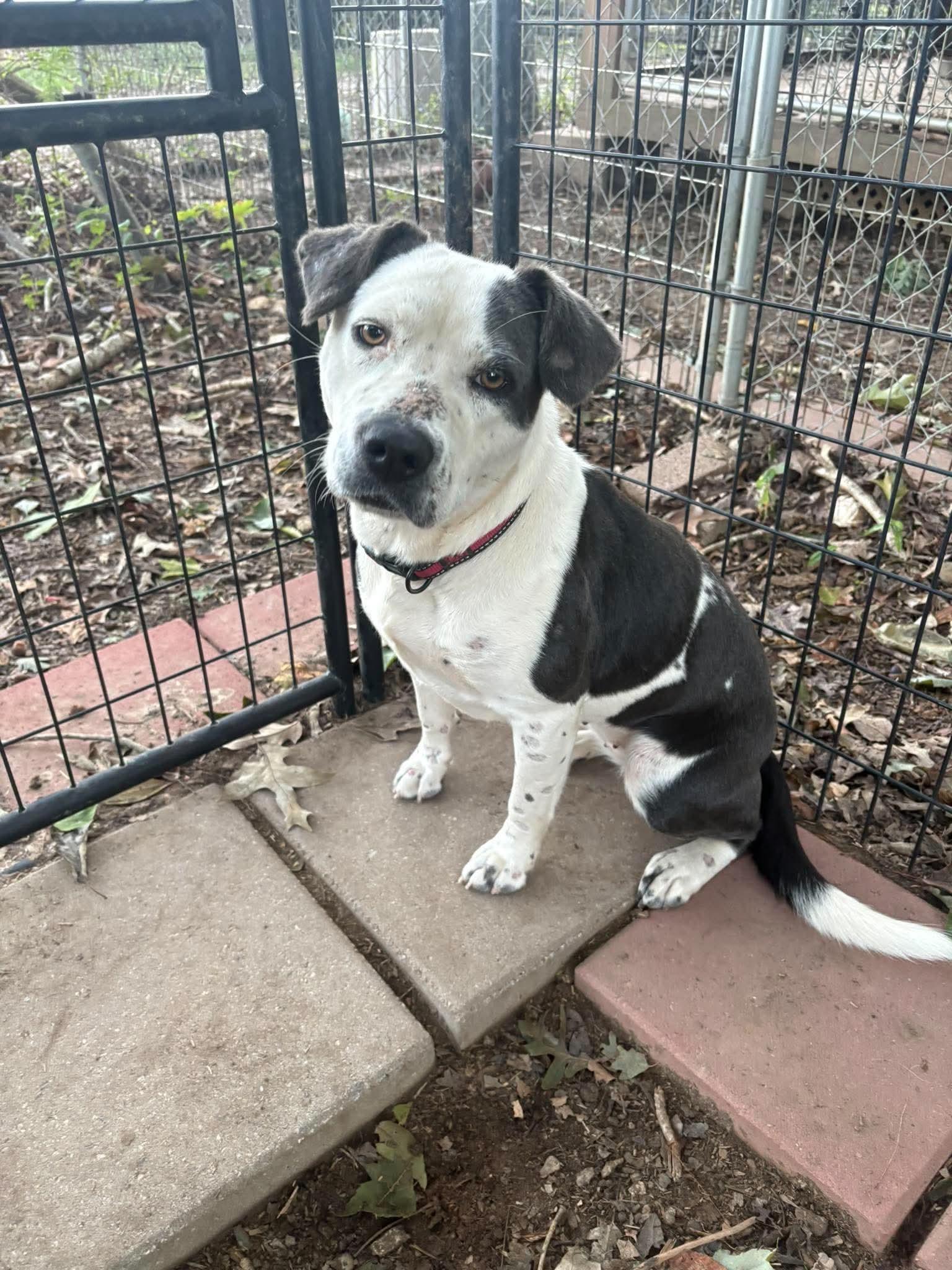 PATCHES, Adoptable, Adult Female Retriever.