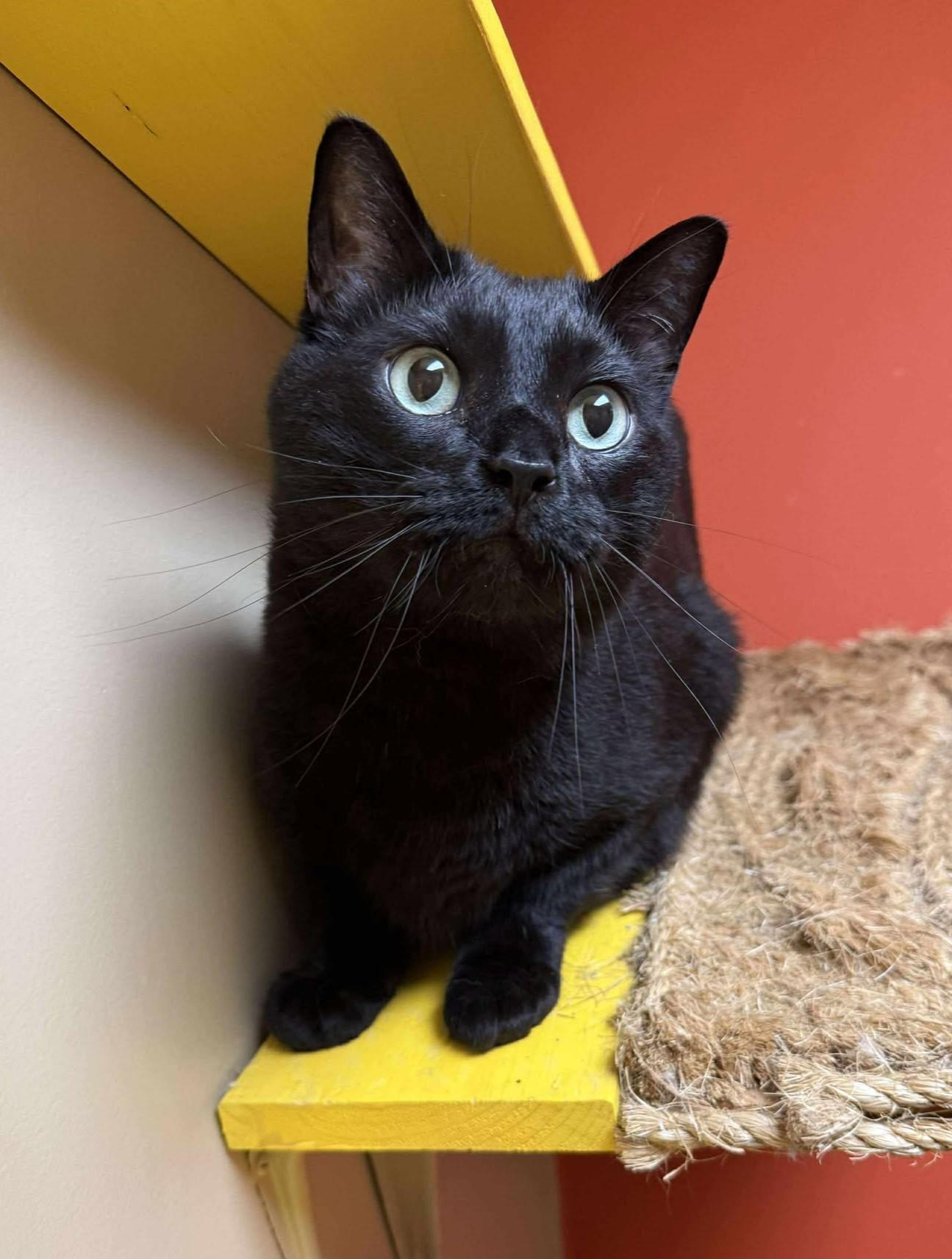 Boo Edgar, Adult Male unknown