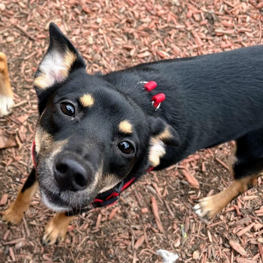 Enlarge Vanessa, a Adoptable mixed breed in Reynoldsburg, OH image 2/5