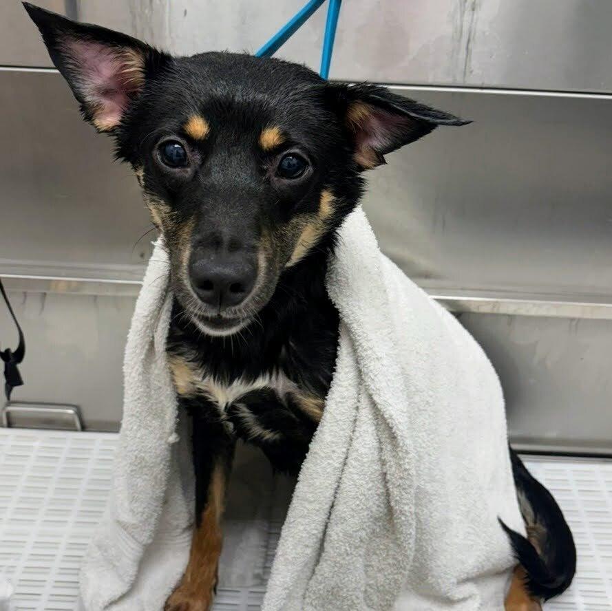 Enlarge Vanessa, a Adoptable mixed breed in Reynoldsburg, OH image 3/5