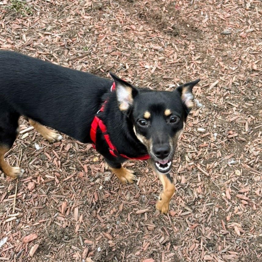 Enlarge Vanessa, a Adoptable mixed breed in Reynoldsburg, OH image 4/5
