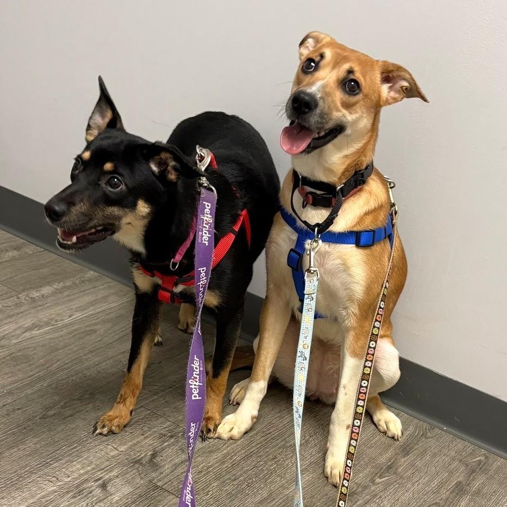 Enlarge Vanessa, a Adoptable mixed breed in Reynoldsburg, OH image 5/5