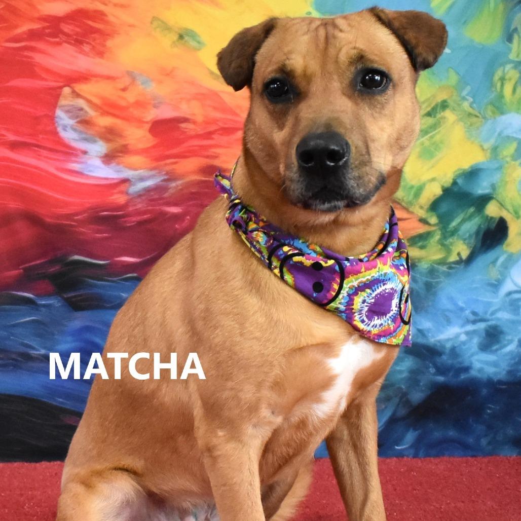 Enlarge Matcha, a Adoptable mixed breed in Yuma, AZ image 1/4