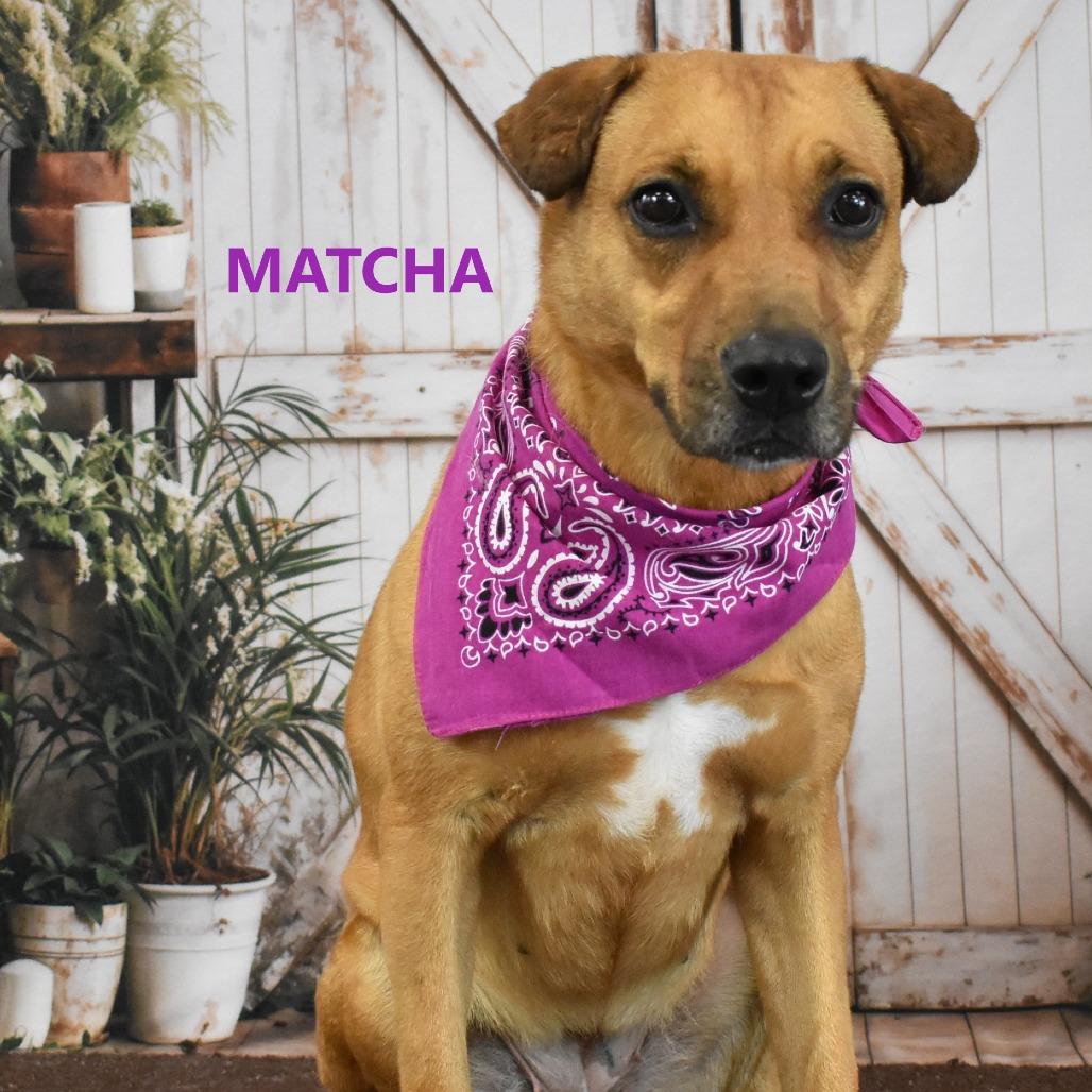 Enlarge Matcha, a Adoptable mixed breed in Yuma, AZ image 2/4