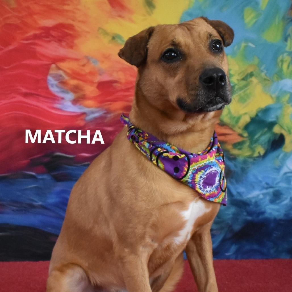 Enlarge Matcha, a Adoptable mixed breed in Yuma, AZ image 3/4